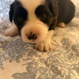 Boy 2 - Black and white male American Corgi puppy in Castle Rock, Washington from R and b corgis and farm