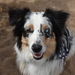 Aroya - Australian Shepherd
