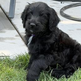 Theodore - Black male Assorted Doodle Crosses puppy in Coweta, Oklahoma from Storybook Doodles