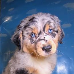 Australian Shepherd Puppies from Winsome Aussies
