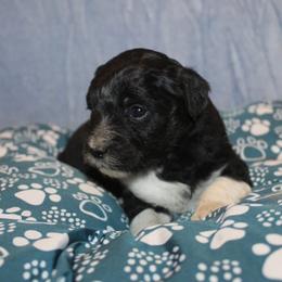 Vivian - Black tri-color female Aussiedoodle puppy in Loretto, Tennessee from K Kountry Farm