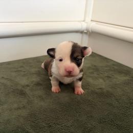 3 - Sable male Pembroke Welsh Corgi puppy in Boyd, Texas from Barker's Corgis