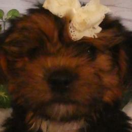 Morkies and Yorkshire Terriers from JoAnne Bergeron