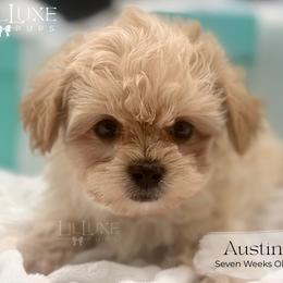 Austin - Tan male Morkie puppy in Scottsdale, Arizona from Lil Luxe Pups