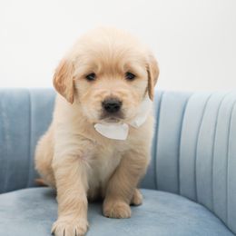 Cashew - Light golden male Golden Retriever puppy in Elmwood Park, Illinois from HuskiesAndGoldensWithFinesse