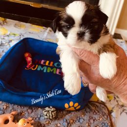 Tiny Prince Charming - Tricolor male Shih Tzu puppy in Manteca, California from Beauty's Shih Tzu (California)