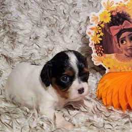 "Dolores - female tri" Cavalier King Charles Spaniel and Siberian Husky Puppies from Southern Edge Kennel