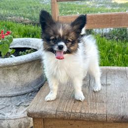 Link - Red white and sable male Papillon puppy in Missouri from Lovely Acres