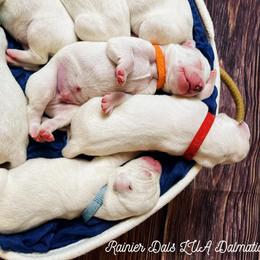 Dalmatian Puppies from Rainier DALS LUA Dalmatians of Washington