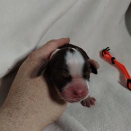Orange collar - Liver white and tan female English Springer Spaniel puppy in Redding, California from Springer's Journey Spaniels California