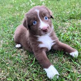 Pea - Red & white female Australian Shepherd puppy in Marshfield, Vermont from Discovery Hill Australian Shepherds