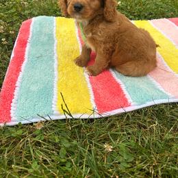 Hendrix - Red male Cavapoo puppy in Mint Hill, North Carolina from DoodleForever