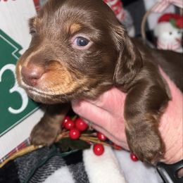 Peanut - Chocolate and tan male Dachshund puppy in Hortense, Georgia from Willow’s Legacy