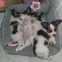 Papillon Puppies from Rene's Papillon
