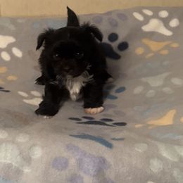 Baxter - Black and white male Chihuahua puppy in Pounding  Mill, Virginia from Rosa's Chihuahuas