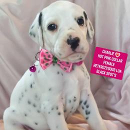 Charlie (Hot Pink Collar Female) LUA - White and black female Dalmatian puppy in Raymondville, Missouri from Wagner's Dalmatian's