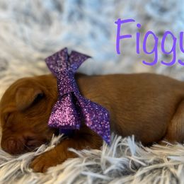 Figgy - Dark golden female Golden Retriever puppy in Moses Lake, Washington from Dune Lakes Goldens