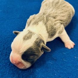 Castiel - Boston Terrier puppy in Youngsville, North Carolina from Gemini Boston Terriers