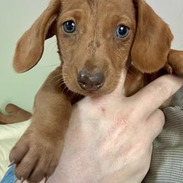 Nova - Red female Dachshund puppy in Brave, Pennsylvania from Woodland Edge Cattery & Kennel