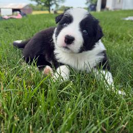 Rocky - Black and white male Border Collie puppy in Dorr, Michigan from Pineview Farm