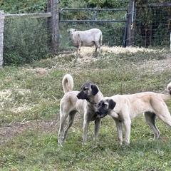 Kangals from Berecz Hollow Farm LLC