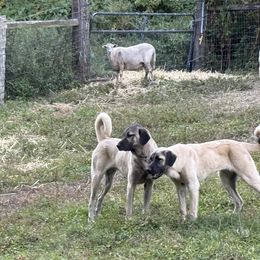Kangals from Berecz Hollow Farm LLC