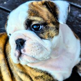 Thursday - Red and white female Bulldog puppy in Laurel, Montana from Bull Mountain Bulldogs