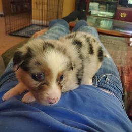 Happy - Blue merle female Australian Shepherd puppy in Rossville, Tennessee from GoodSprings Aussies
