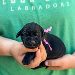 Pink girl - Black female Labrador Retriever puppy in Lake City, Michigan from Loon Lake Labradors