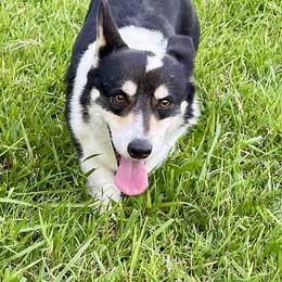 Corona - Pembroke Welsh Corgi