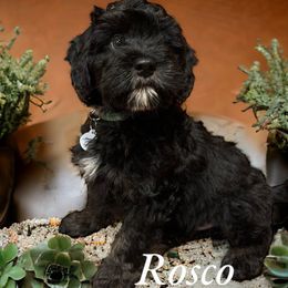 Rosco - Phantom Bernedoodle puppy in Pellston, Michigan from MiniDoodleMama