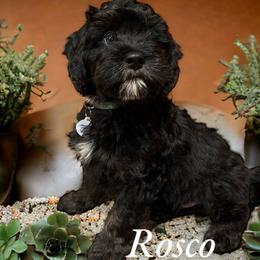 Rosco - Phantom Bernedoodle puppy in Pellston, Michigan from MiniDoodleMama