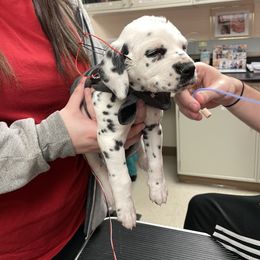 "BAER testing" Dalmatian Puppies from Blue Moon Dalmatians