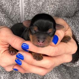 Cruz - Black and tan male Yorkshire Terrier puppy in West Fargo, North Dakota from A Yorkie Tale