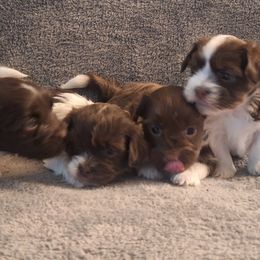 Havanese from Coyle Havanese Babies