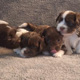 Havanese from Coyle Havanese Babies