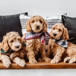 Goldendoodle Puppies from Deer Valley Doodles