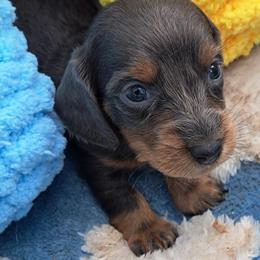 Pink - Blue and tan female Dachshund puppy in Franklin, Georgia from Lakeside Kennels of Franklin