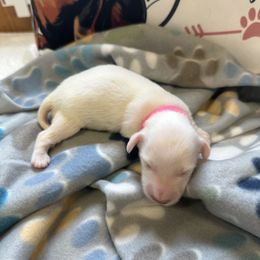 Pink collar female - Cream female Dachshund puppy in Trenton, Kentucky from Promise Land Puppies