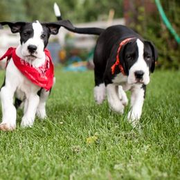 Great Danes from Vanmar Great Danes of Colorado