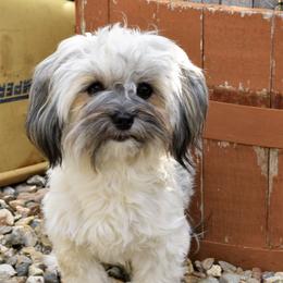 Penny - Havanese
