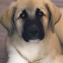 Anatolian Shepherd Dogs from Sandra