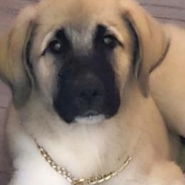 Anatolian Shepherd Dogs from Sandra