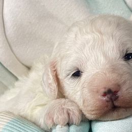 Boy 1 - Bichon Frise puppy from Loretta's Pups