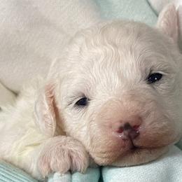 Boy 1 - Bichon Frise puppy from Loretta's Pups