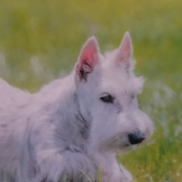 Scottish Terriers from Heartland's
