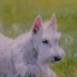 Scottish Terriers from Heartland's