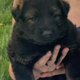 Ms.Lime - Sable female German Shepherd puppy in Berlin, Wisconsin from Gypsy Miracle Kennels