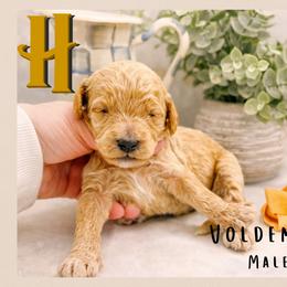 Voldemort - Parti male Goldendoodle puppy in Hilton, New York from The House of Goldendoodle