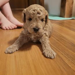Boy 1 - Apricot male Aussiedoodle puppy in Worthington, Minnesota from Tiny Toy Aussiedoodles